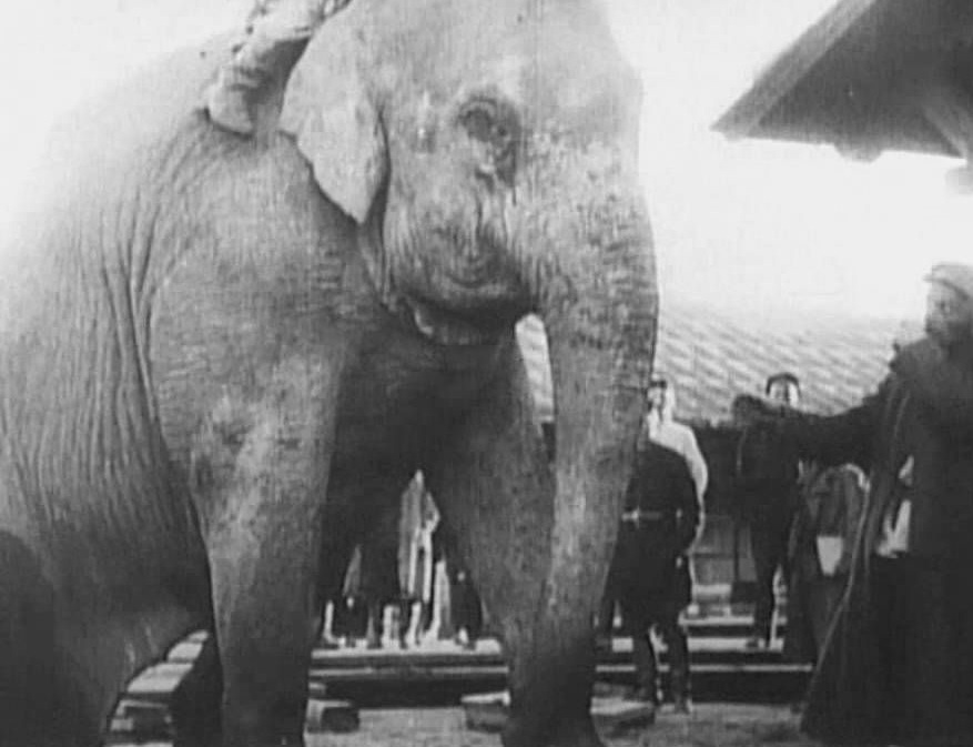 Bigpicture.ru За что в СССР расстреляли ереванского слона Вову