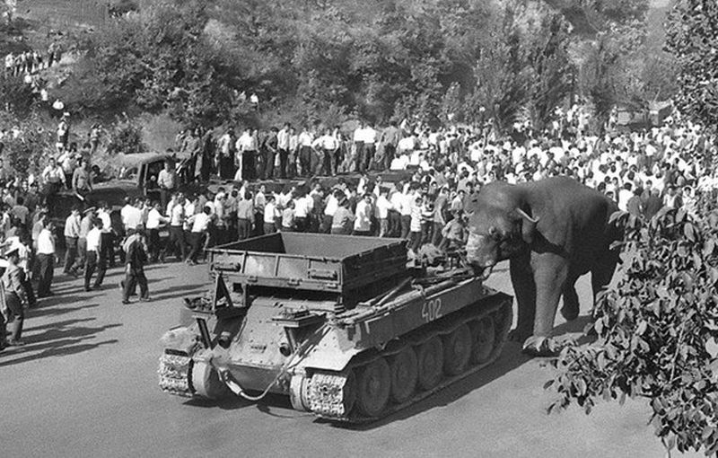 Bigpicture.ru За что в СССР расстреляли ереванского слона Вову960