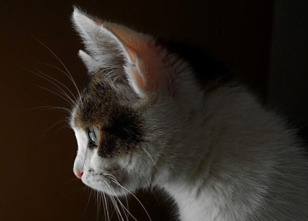 Карман Генри: что скрывает тайна анатомии кошачьего уха