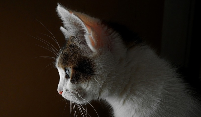 Карман Генри: что скрывает тайна анатомии кошачьего уха 