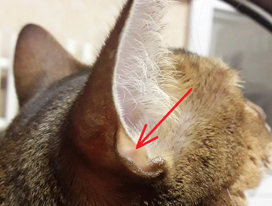 Карман Генри: что скрывает тайна анатомии кошачьего уха 
