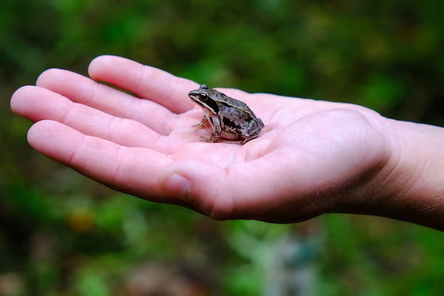 Bigpicture.ru От жаб и лягушек бывают бородавки a child holding a frog on his hand