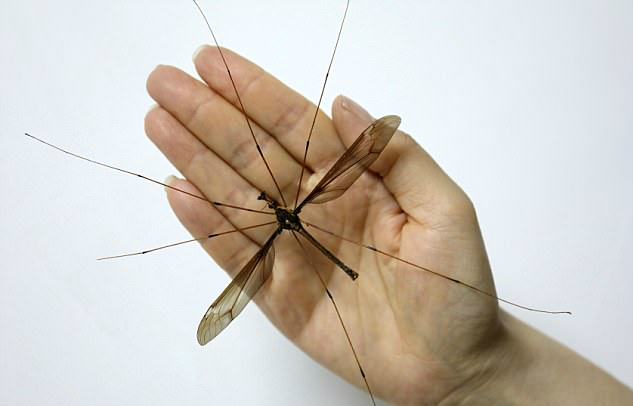 Bigpicture.ru Большие комары