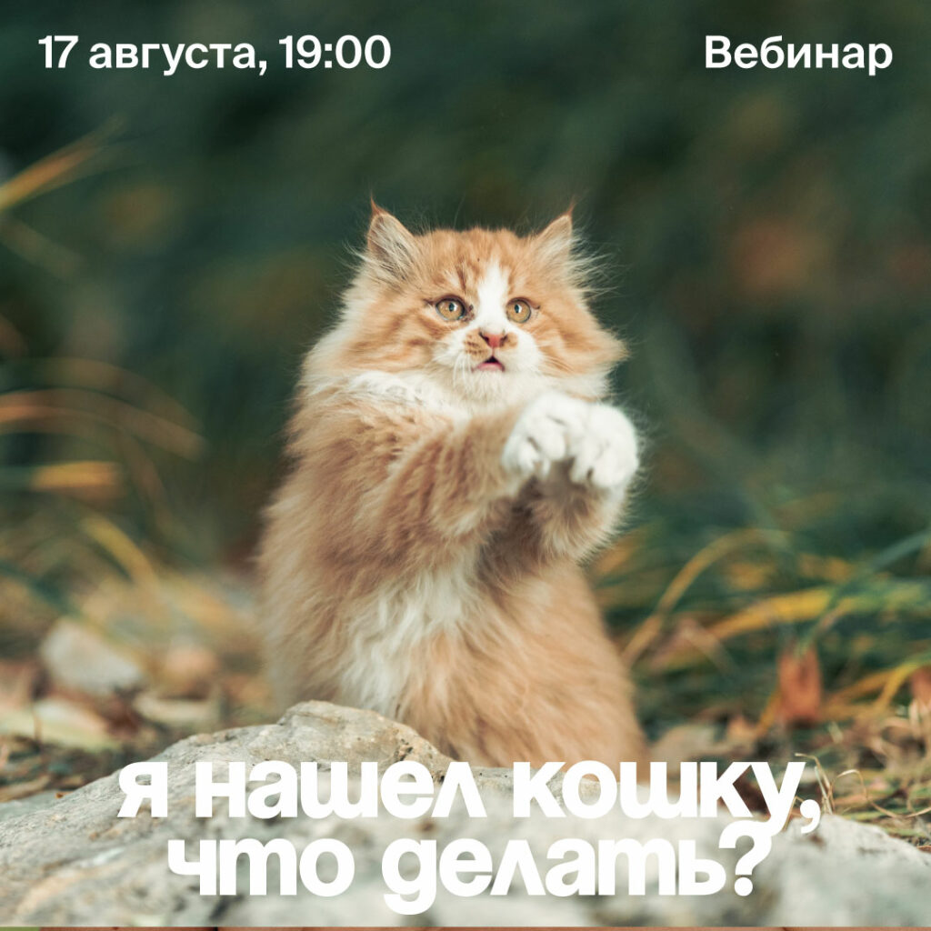Bigpicture ru cats lecture 23 ig