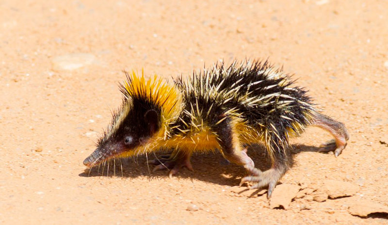 Щетинистый еж тенрек Мадагаскар необычные животные