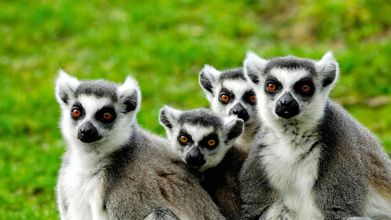 Bigpicture ru факты о мадагаскаре 07