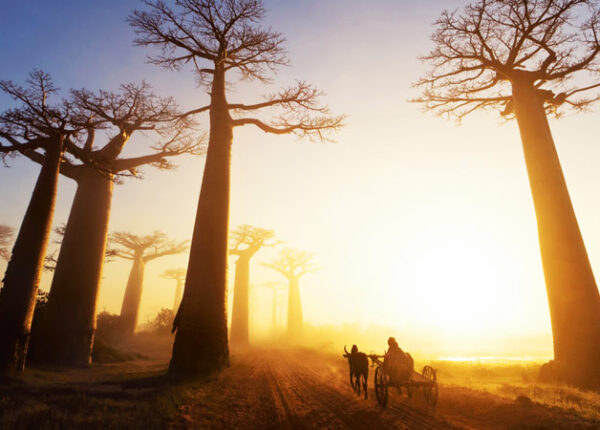 «Танцы с мёртвыми» и деревья‑людоеды: 13 причин, почему Мадагаскар удивляет