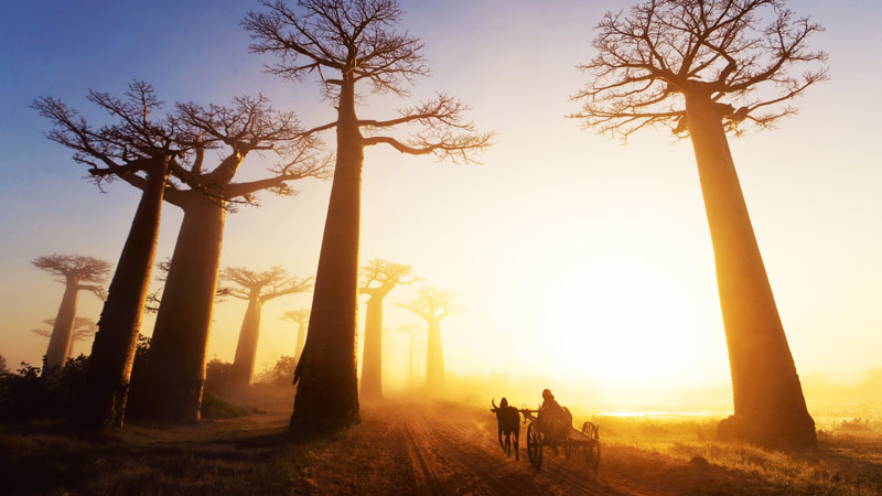 Bigpicture ru факты о мадагаскаре