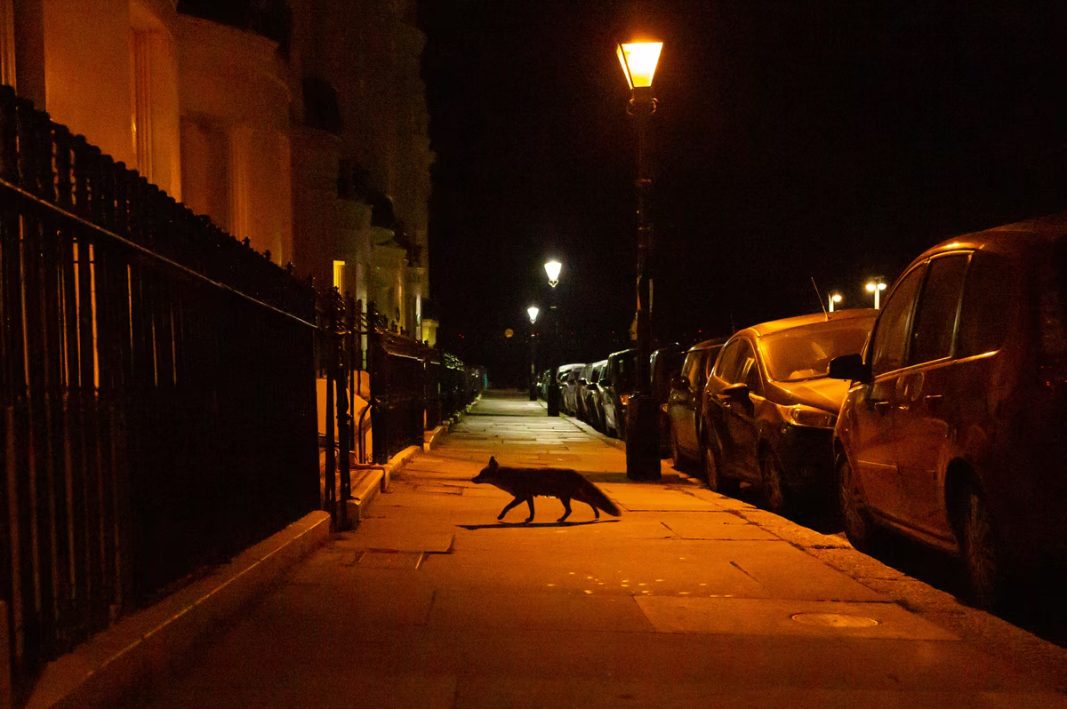 Лиса переходит ночью тротуар на Брансуик-сквер в Лондоне.