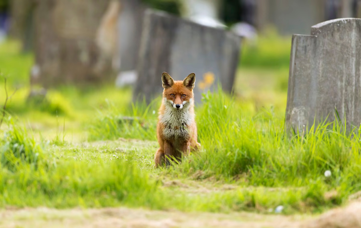 Городская рыжая лиса сидит посреди лондонского кладбища.
