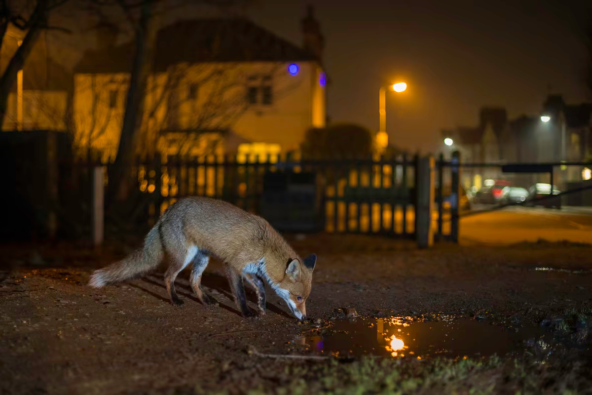 Городская рыжая лиса роется в поисках еды на окраине парка в жилом районе Северного Лондона.