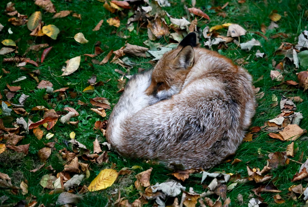 Лиса спит на палой листве в лондонском парке, 26 октября 2014 года
