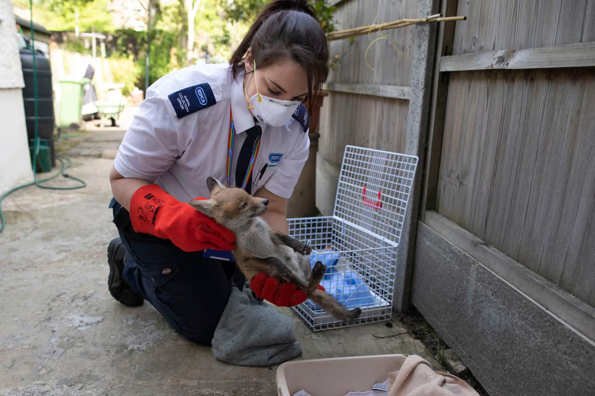 Сотрудница RSPCA по сбору животных Кирсти Гиллард осматривает лисенка, которого нашли в саду 7 мая 2020 года в Лондоне. Детеныш оказался очень больным, и позже животное усыпили. 