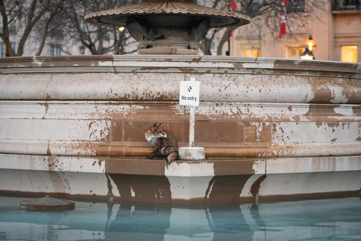 Лиса прячется на постаменте фонтана на Трафальгарской площади, 20 января 2020 года.
