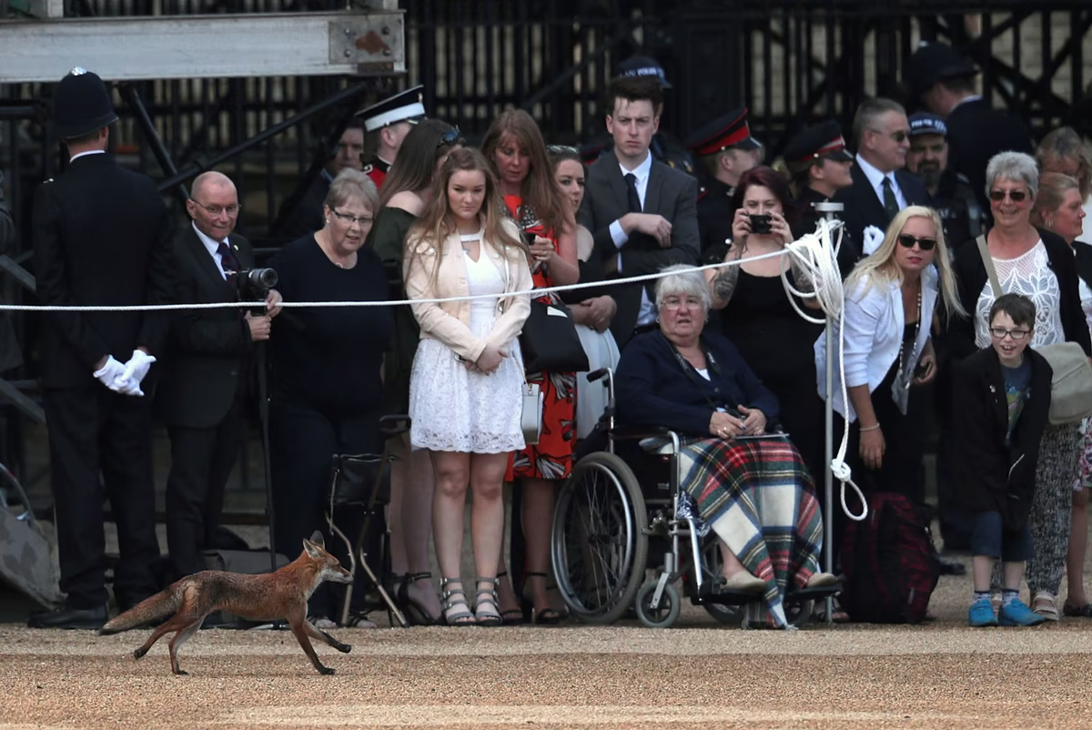 Лисичка пробежала перед удивленной публикой во время церемонии Trooping the Color в Королевской конной гвардии, 9 июня 2018 года.