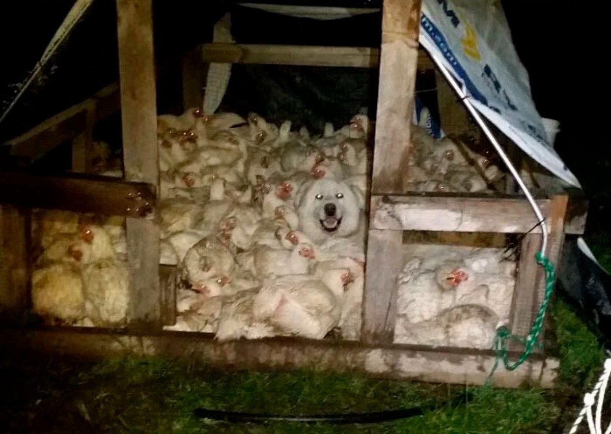 Белая собака сидит среди белых кур в курятнике маскировка