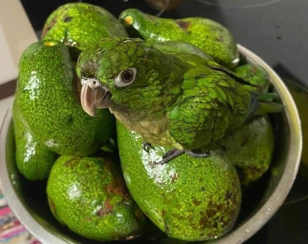 Попугай с зелено-желтым оперением сидит на миске с авокадо похожий окрас