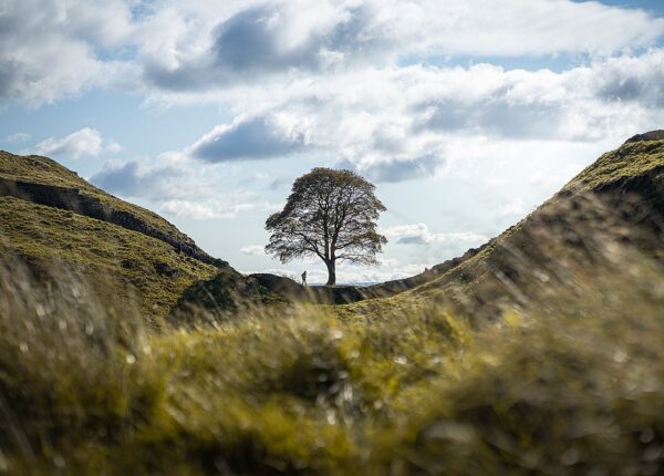 В Великобритании уничтожили многовековое «дерево Робин Гуда»