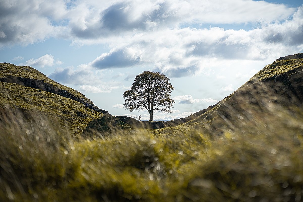 Bigpicture ru 1200px sycamore gap tree arbre