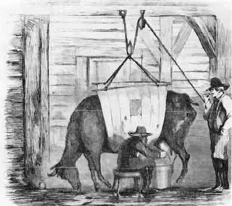 Bigpicture.ru Иллюстрация 19-го века, на которой изображен процесс производства молока: больную корову доят, удерживая ее на веревках