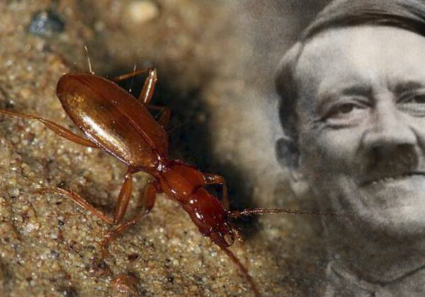 Слепой жук, названный в честь Гитлера, стал жертвой неонацистов