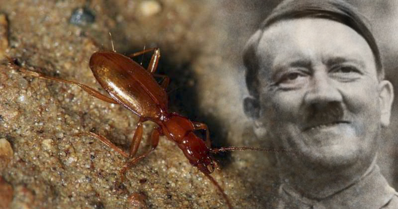 Bigpicture.ru Слепой жук, названный в честь Гитлера, стал жертвой неонацистов,480,5,737312