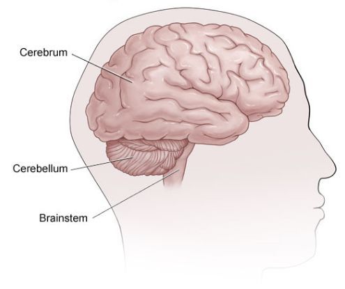 Bigpicture ru golovnoy mozg mozzhechok i mozgovoy stvol s