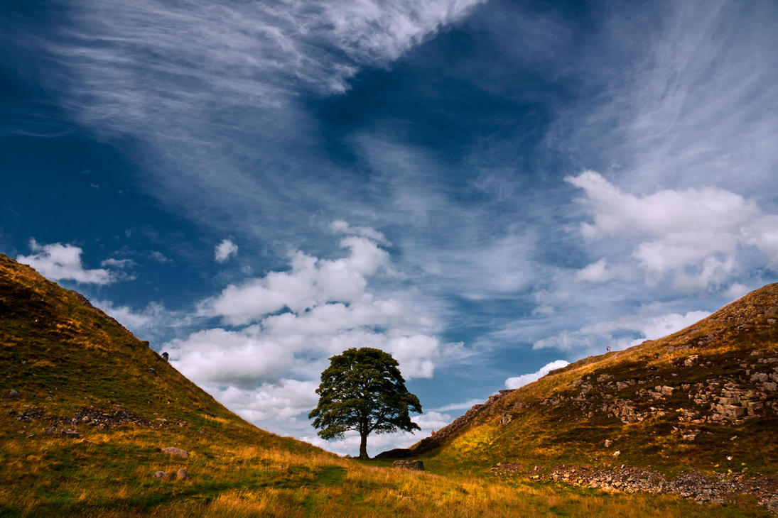 Bigpicture ru sycamore gap by newcastlemale d4oijxl