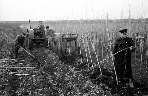 Почему в СССР массово высаживали тополя