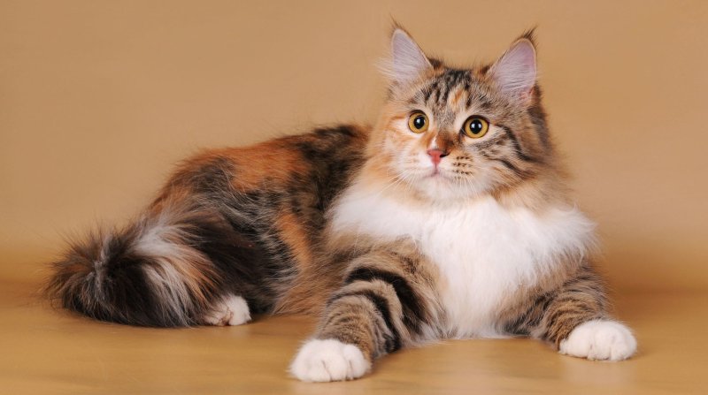 Bigpicture.ru популярный миф о трехцветных кошках