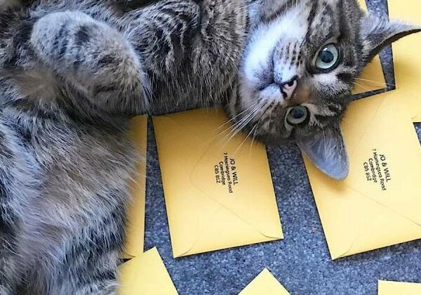 Усатая доставка: как бельгийцы пытались сделать из кошек почтальонов