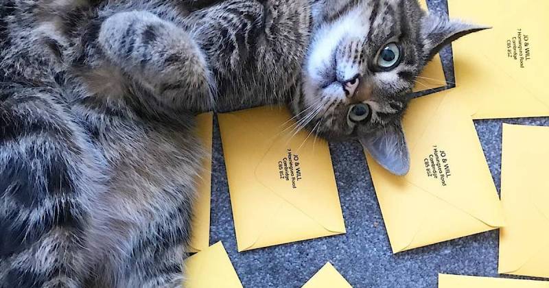 Bigpicture.ru веселая история, как в Бельгии домашних кошек пытались научить разносить почту
