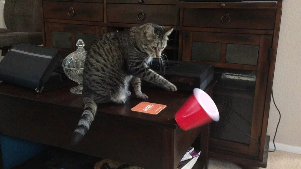 Почему кошки сбрасывают предметы
