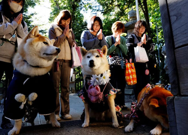 Как в Японии собак в кимоно благославляют в храме вместо детей
