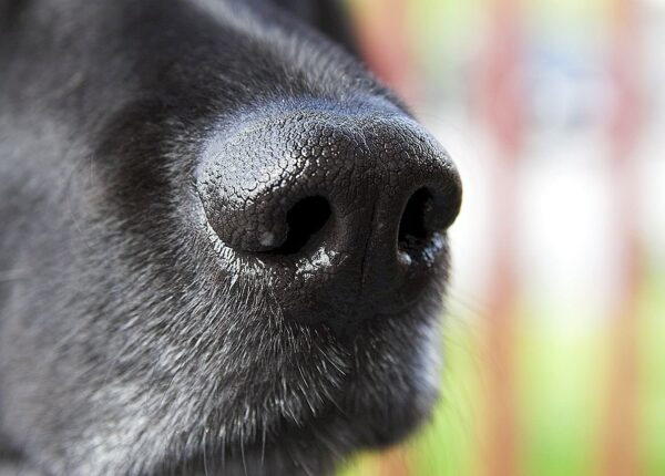 Почему у собак мокрые и холодные носы