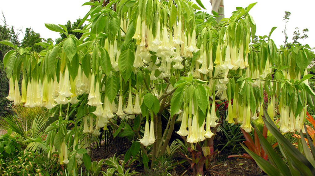 Bigpicture.ru burundanga растение Brugmansia suaveolens