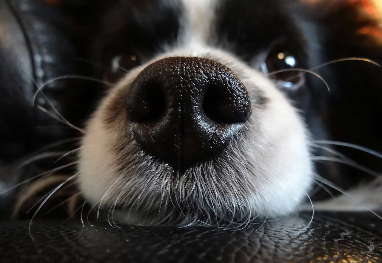 Почему у собак мокрый и холодный нос 