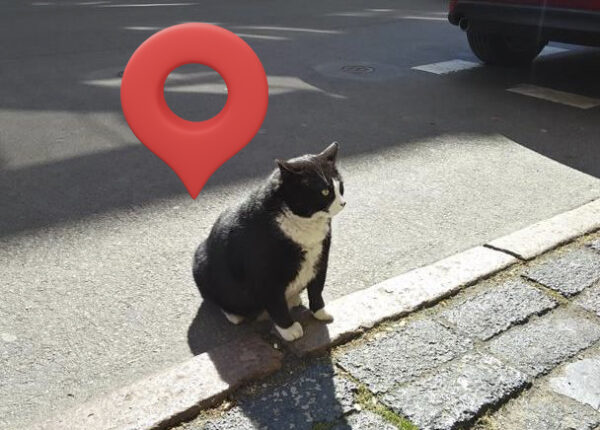 Как уличный кот Гацек из польского Щецина попал на гугл-карты, а потом пропал