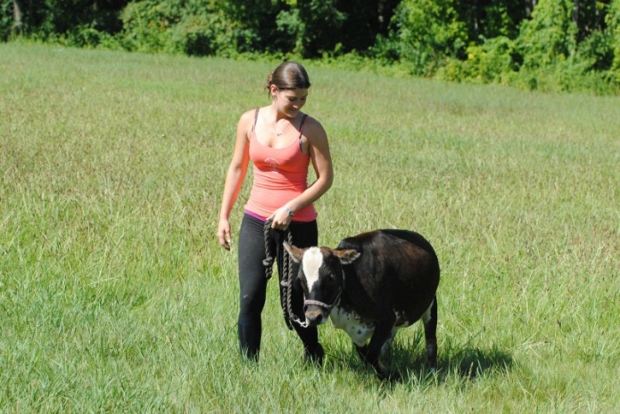 Bigpicture.ru Мини-коровы - новая мода на домашних питомцев в США