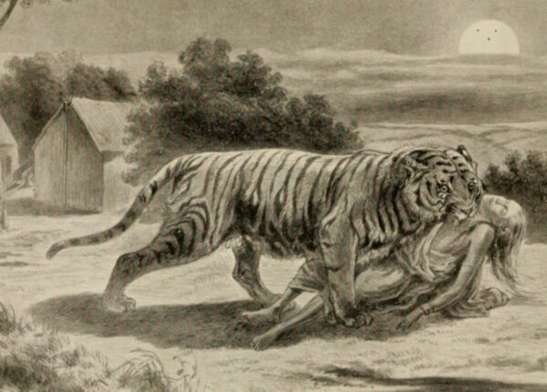 Демон Чампавата — история самого кровожадного тигра-людоеда в истории
