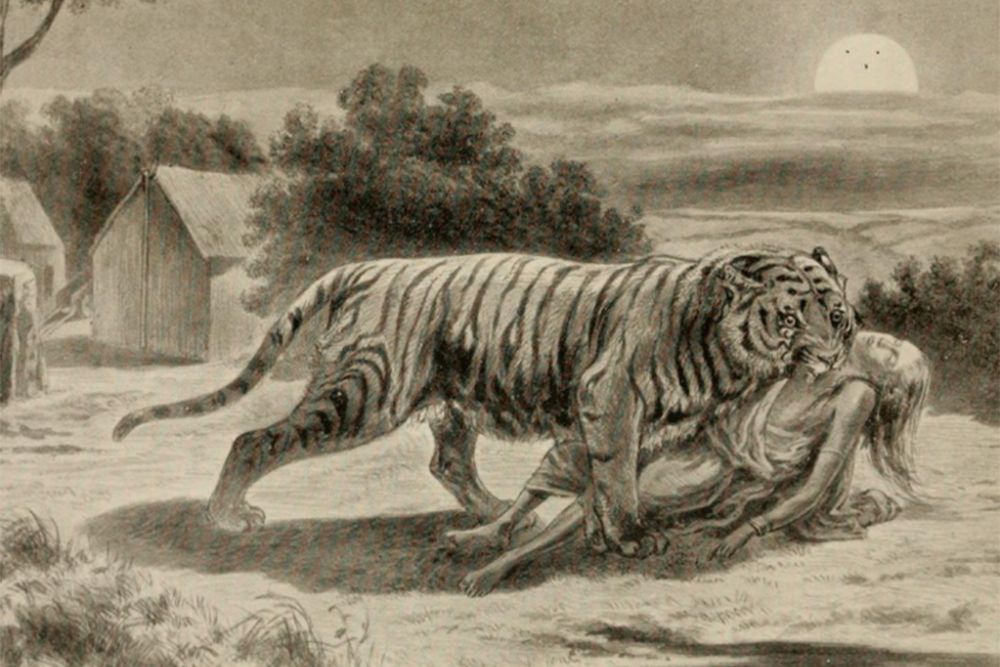 Самое историческое животное. Джим Корбетт леопард из Рудрапраяга. Чампаватская тигрица арт.