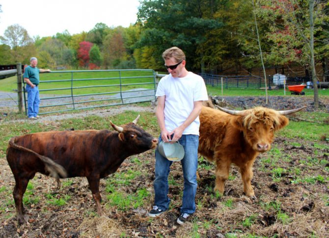 Bigpicture.ru Мини-коровы - новая мода на домашних питомцев в США