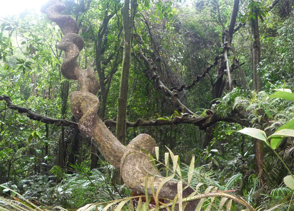 Bigpicture ru дождевой лес синхараджа