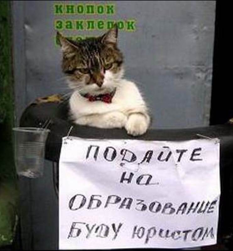 Bigpicture.ru объявления для котов