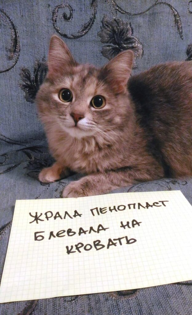 Bigpicture.ru объявления для котов