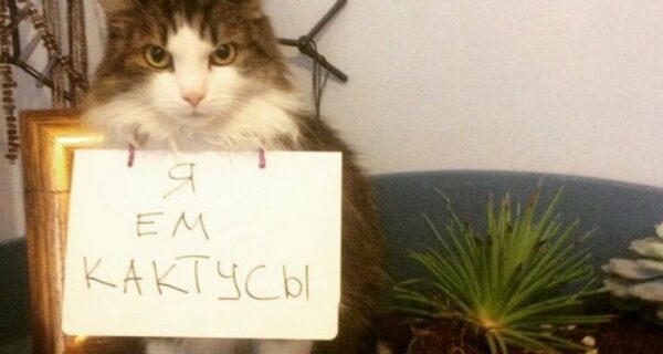 22 смешных объявления и записки, написанные специально для котов