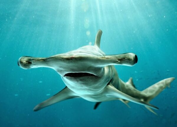 Почему у акулы-молота такая странная форма головы
