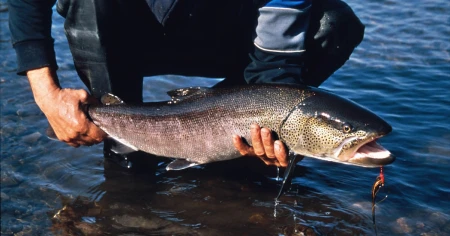 2 cibirskie ryby na grani ischeznovenija za 100 let chislennost sokratilas do minimuma