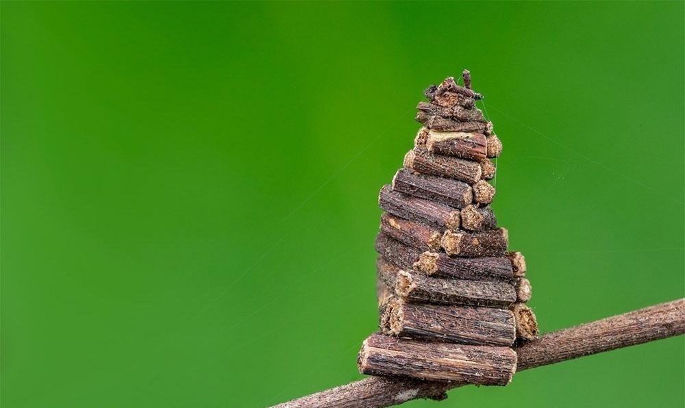 Bigpicture.ru Гусеница бабочки-мешочницы: маленькое чудо в футляре