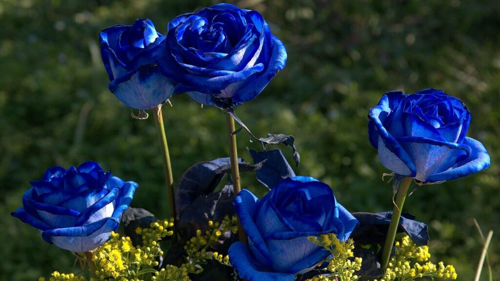 Bigpicture.ru Существуют ли синие розы klau club p sinie rozi tsveti oboi 63